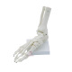 Skelet van de voet