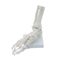 Skelet van de voet
