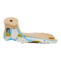 Modèle d'un pied plat Modèle d'un pied plat