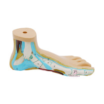 Model of a normal foot Model of a normal foot